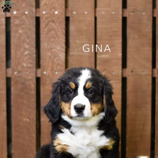 Gina, Bernese Mountain Dog Puppy